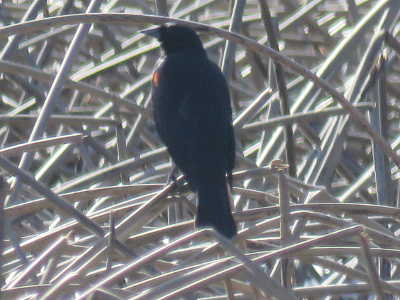 scavoneblackbird2