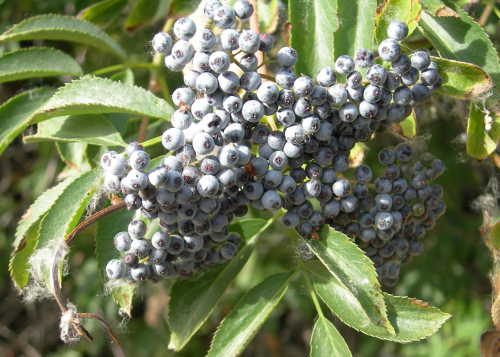 scavoneelderberries