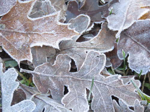 scavonefrozenleaves