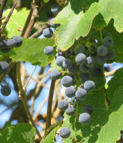 scavonegrapes