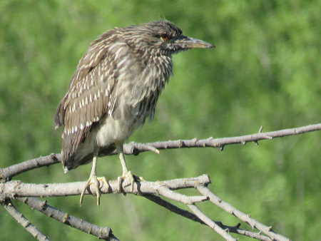 scavonejuvgreenheron