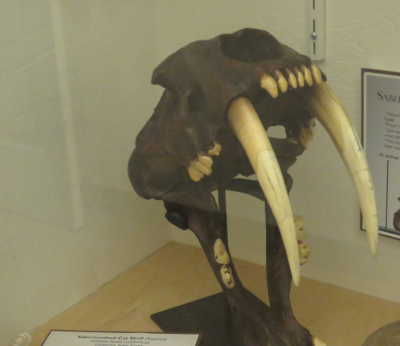 scavonesabertoothskull