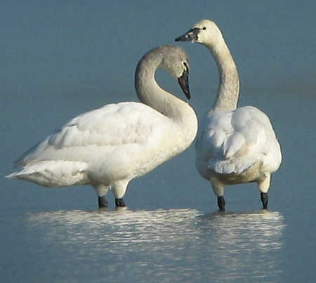 tundraswans