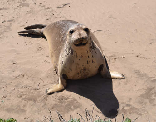 A baby elephant seal at Point Año Nuevo, Calif. Photo by Antone Pierucci.