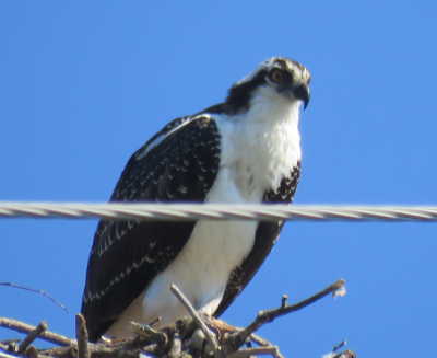 scavoneosprey