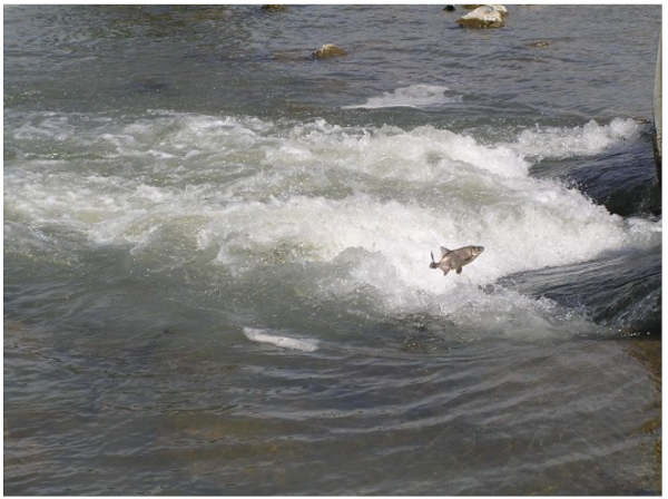 Figure 1. Image of Chi jumping at Bell Hill Road Crossing on Adobe Creek, a popular spawning tributary for the fish. This photo was taken on april 21, 2006 by Richard Macedo (CDFW) and was accessed on the UCANR California Fish Website: Clear Lake Hitch website (https://calfish.ucdavis.edu/species/?uid=33&ds=698) 
