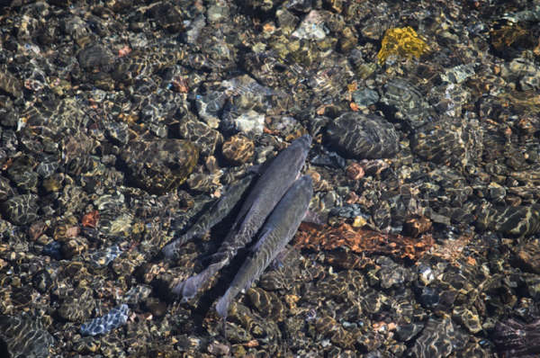 Figure 2. Hitch spawning in Kelsey Creek April 2018. Photo taken by F. Feyrer (USGS) and accessible from the CDFW bulletin volume 105 (2019) https://nrm.dfg.ca.gov/FileHandler.ashx?DocumentID=174808&inline  
