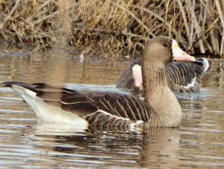 tuleyomewhitefrontgoose