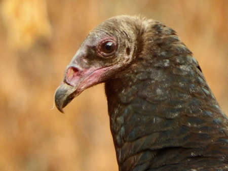 turkeyvulturejuvenile