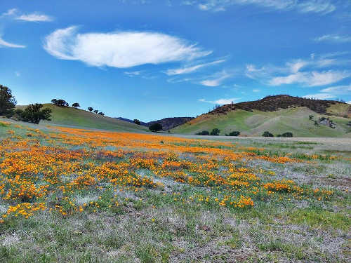 wildflowerdisplay